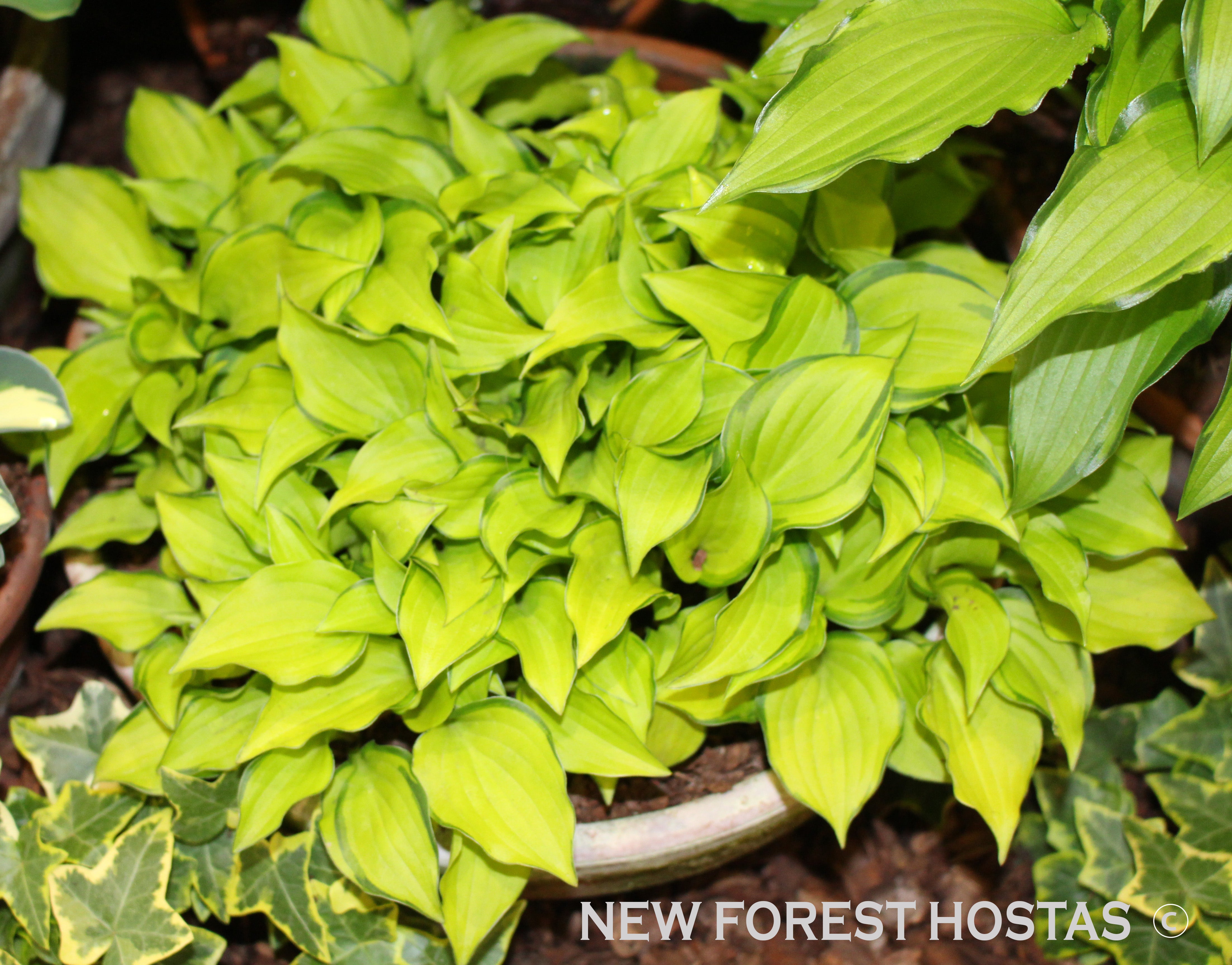 Hosta 'Cracker Crumbs' - New Forest Hostas & Hemerocallis