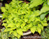 Hosta 'Cracker Crumbs' - New Forest Hostas & Hemerocallis