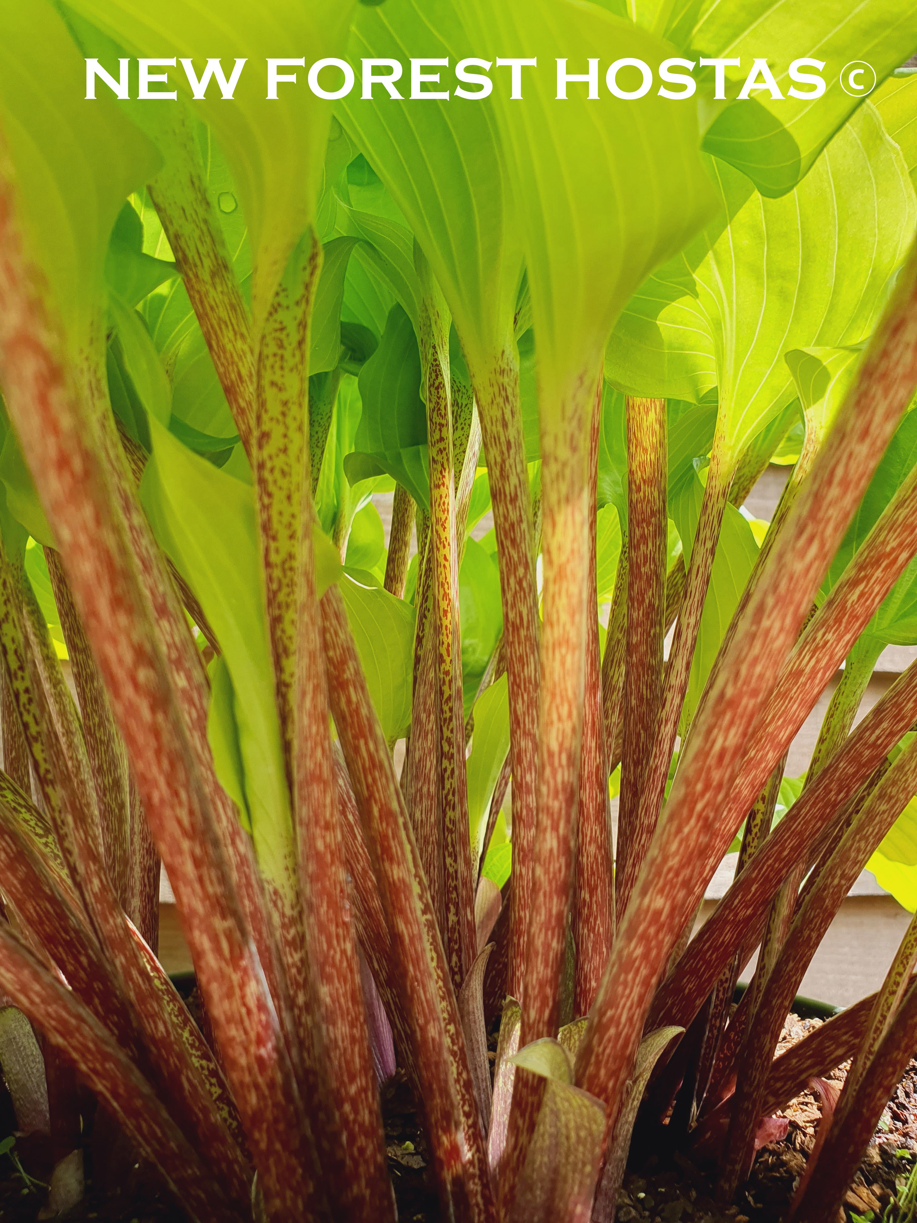 Hosta 'Cranberry Wine' - New Forest Hostas & Hemerocallis