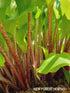 Hosta 'Cranberry Wine' - New Forest Hostas & Hemerocallis