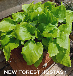 Hosta 'Cranberry Wine' - New Forest Hostas & Hemerocallis