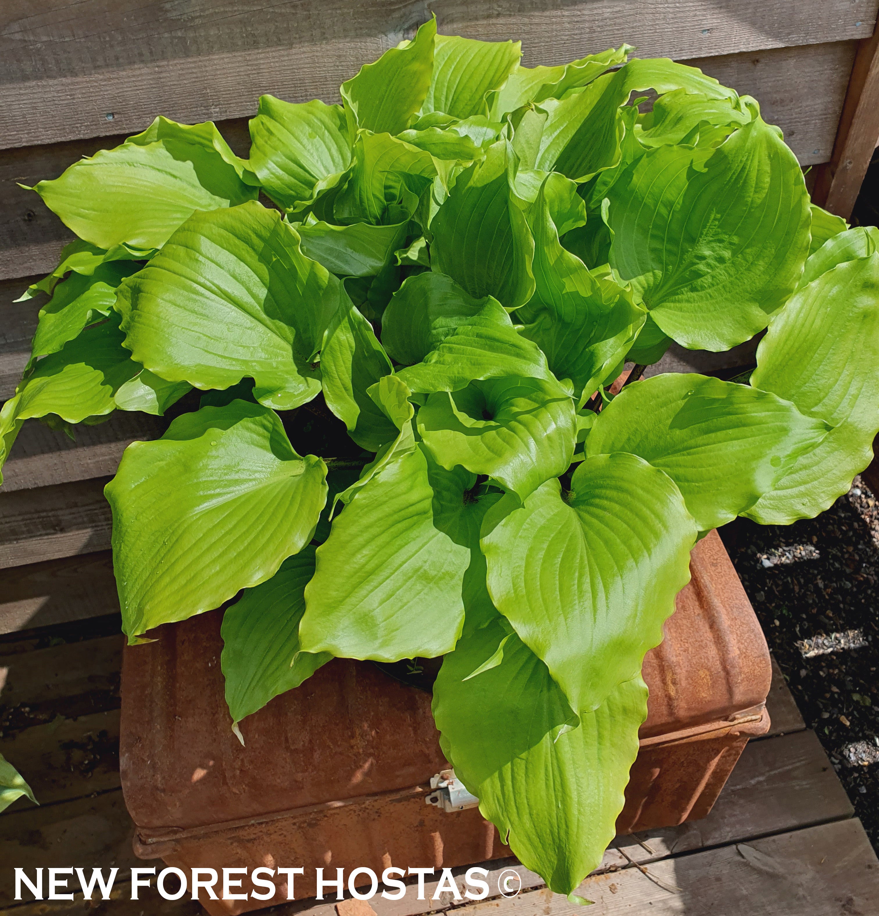 Hosta 'Cranberry Wine' - New Forest Hostas & Hemerocallis
