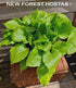 Hosta 'Cranberry Wine' - New Forest Hostas & Hemerocallis