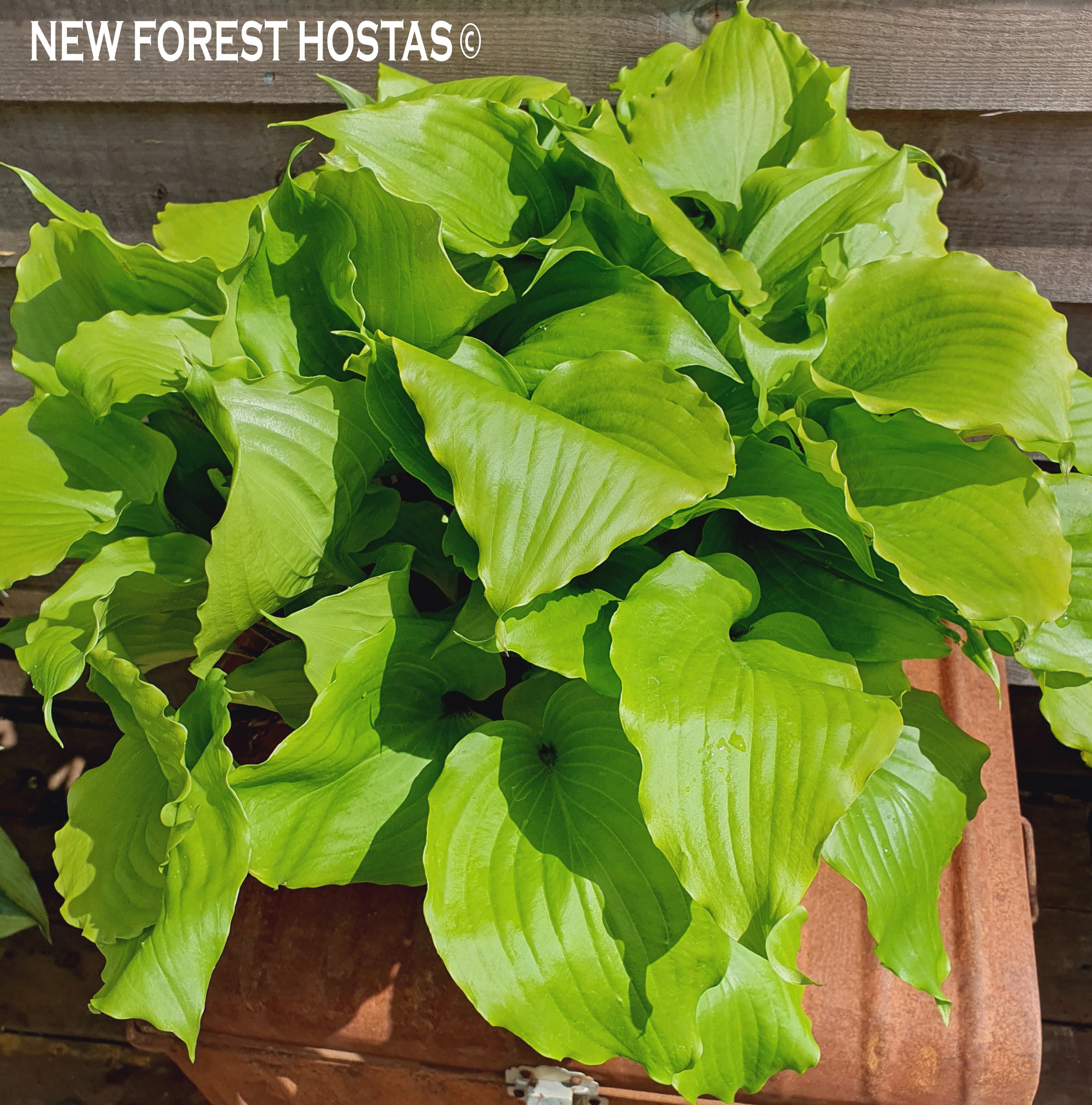 Hosta 'Cranberry Wine' - New Forest Hostas & Hemerocallis