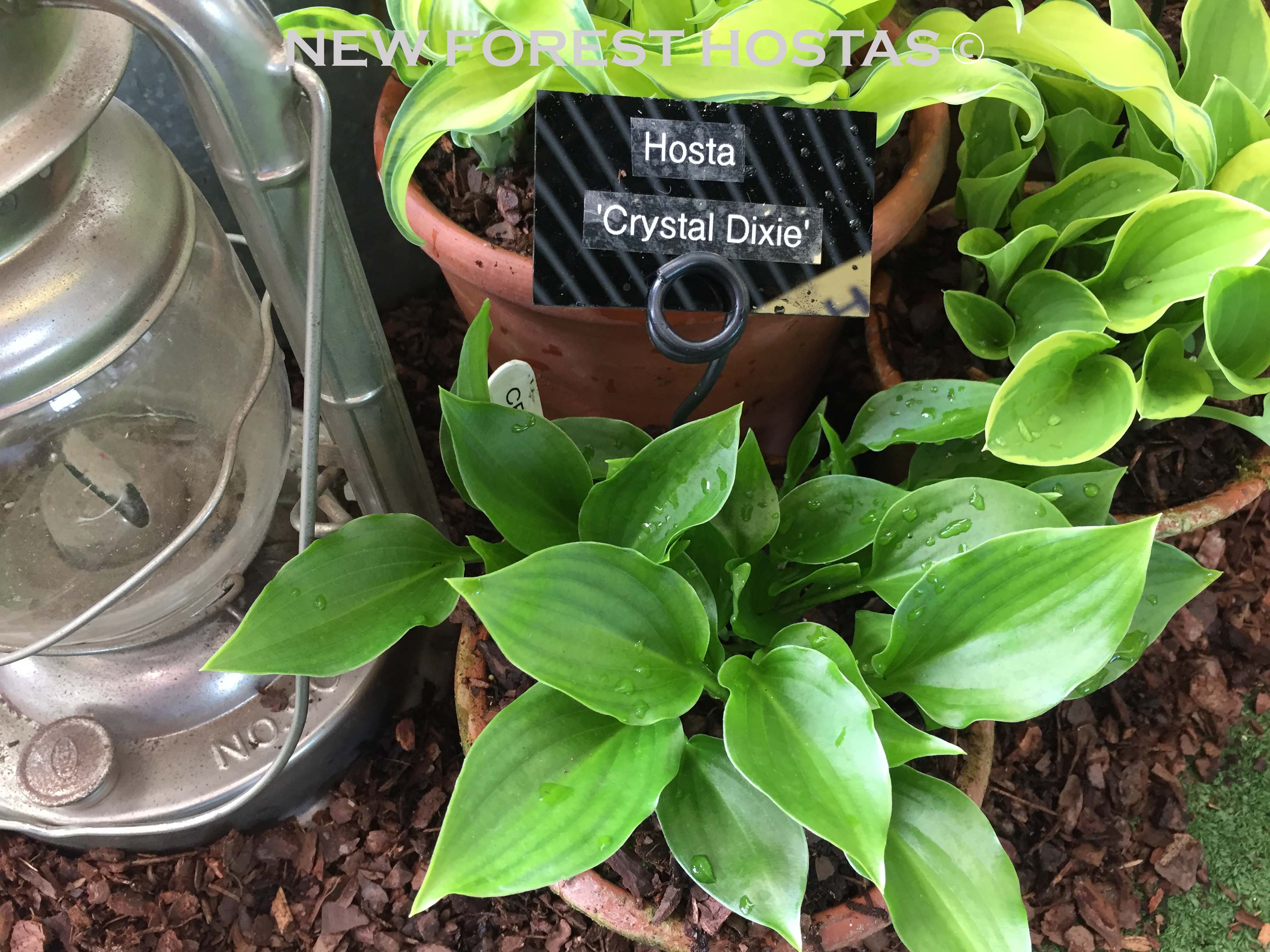 Hosta 'Crystal Dixie' - New Forest Hostas & Hemerocallis