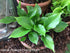 Hosta 'Crystal Dixie' - New Forest Hostas & Hemerocallis
