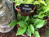 Hosta 'Crystal Dixie' - New Forest Hostas & Hemerocallis