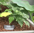 Hosta 'Crystal Dixie' - New Forest Hostas & Hemerocallis