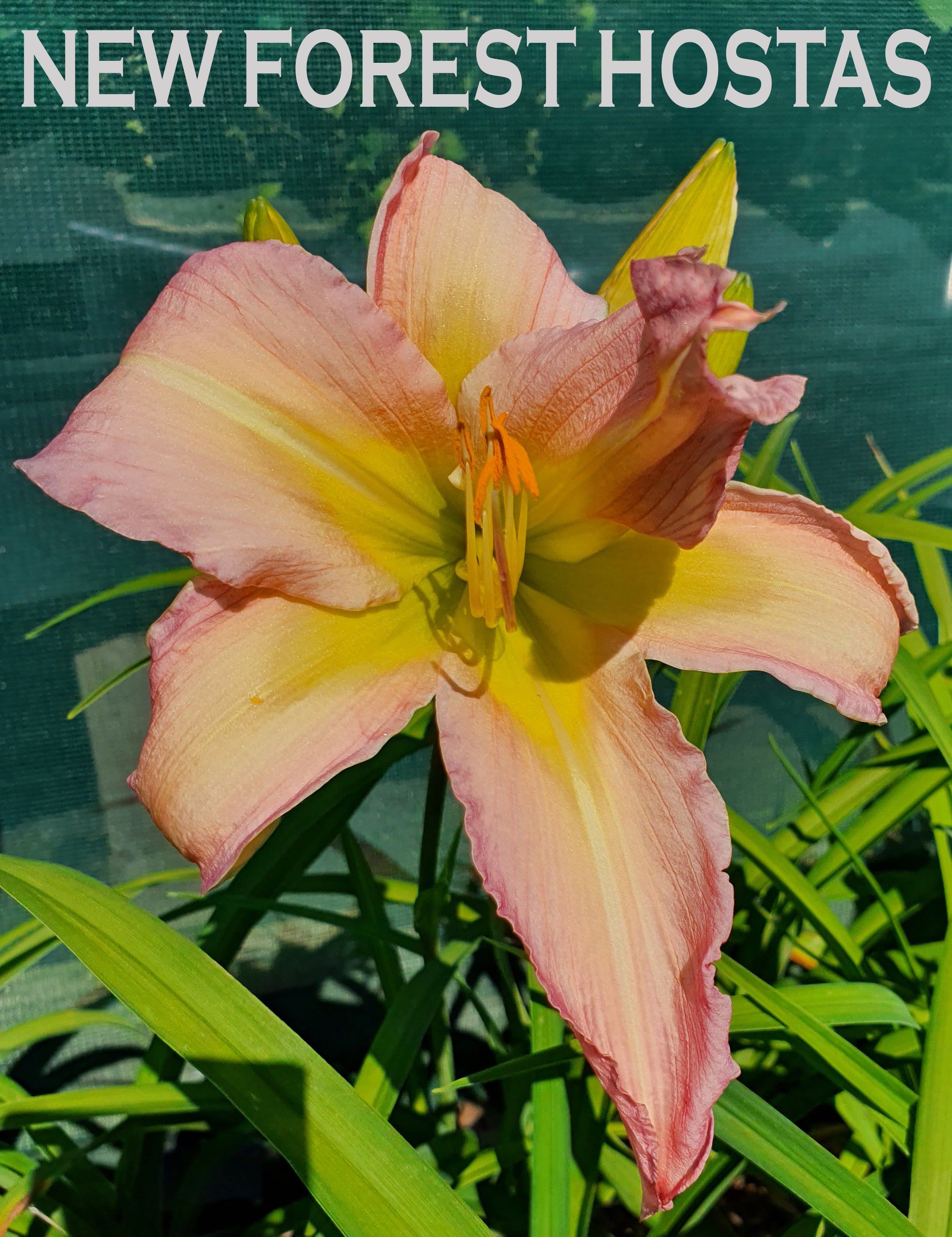 Hemerocallis 'Dallas Star' - New Forest Hostas & Hemerocallis