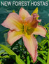 Hemerocallis 'Dallas Star' - New Forest Hostas & Hemerocallis