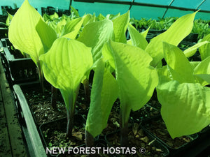 Hosta 'Designer Genes' - New Forest Hostas & Hemerocallis