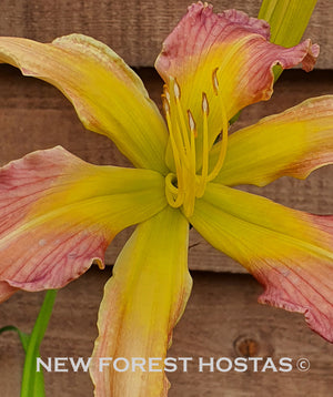 Hemerocallis 'Dancing Summerbird' - New Forest Hostas & Hemerocallis