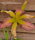 Hemerocallis 'Dancing Summerbird' - New Forest Hostas & Hemerocallis