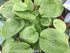 Hosta 'Deep Pockets' - New Forest Hostas & Hemerocallis