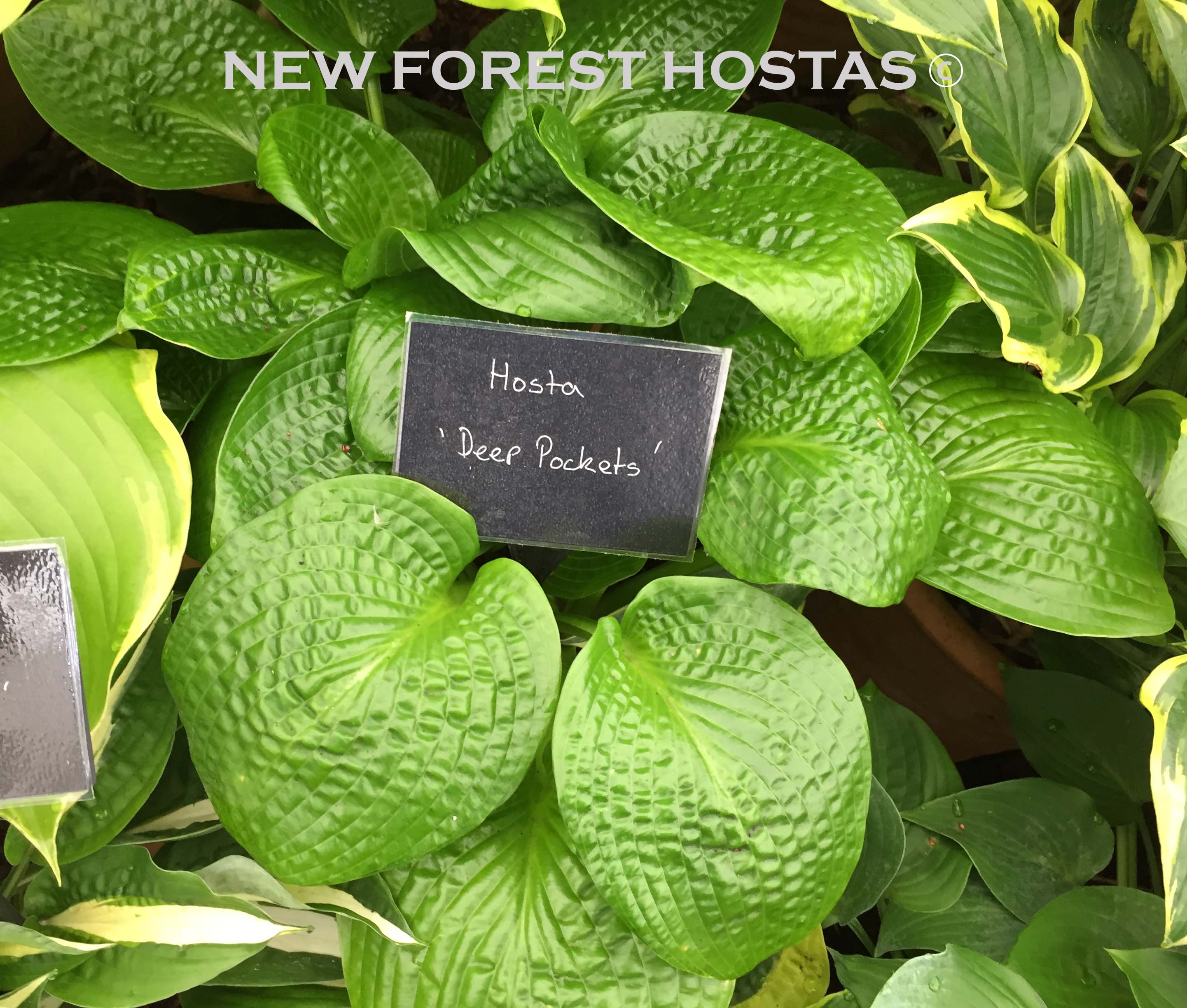 Hosta 'Deep Pockets' - New Forest Hostas & Hemerocallis