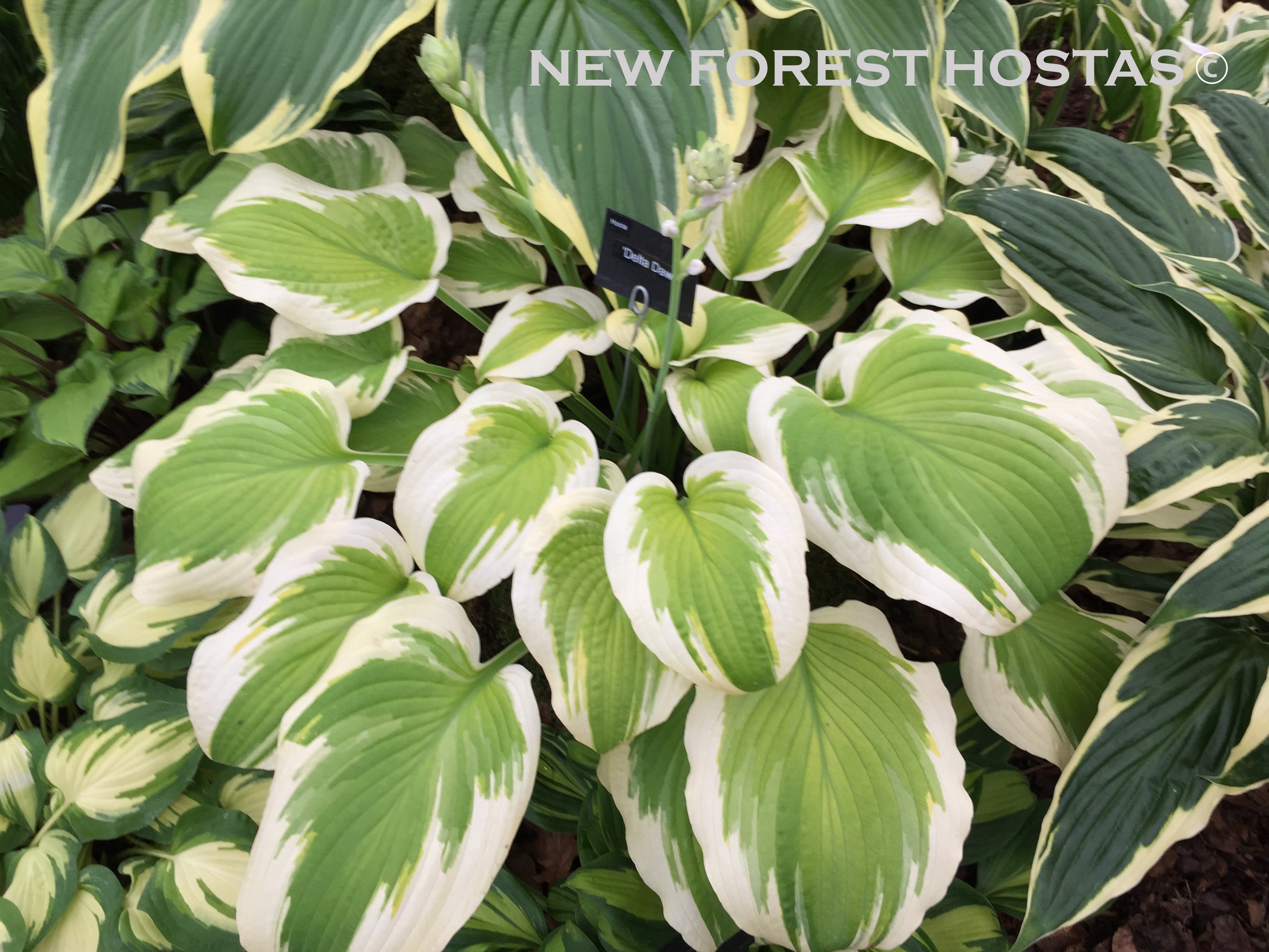 Hosta 'Delta Dawn' - New Forest Hostas & Hemerocallis