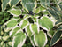 Hosta 'Delta Dawn' - New Forest Hostas & Hemerocallis