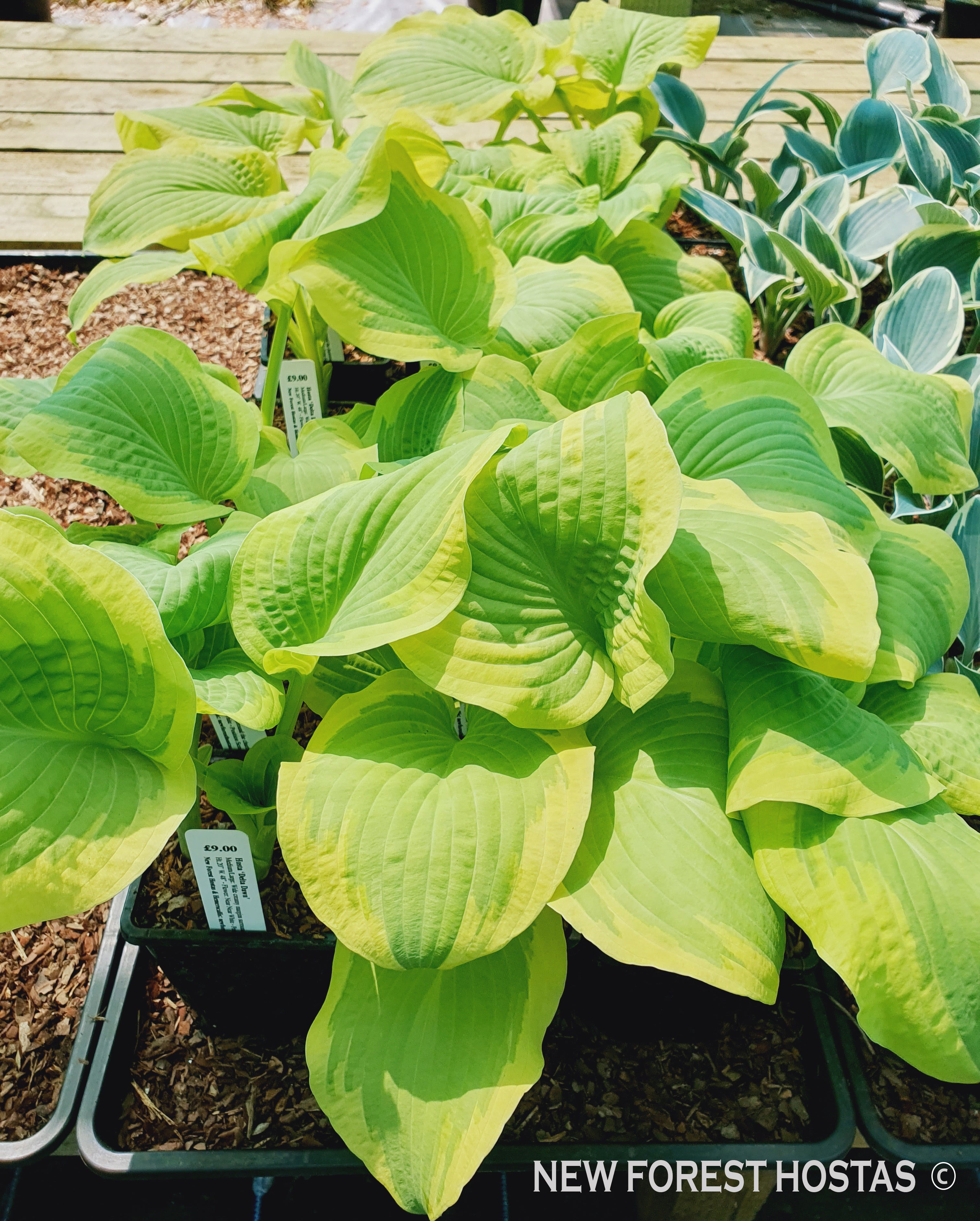 Hosta 'Delta Dawn' - New Forest Hostas & Hemerocallis