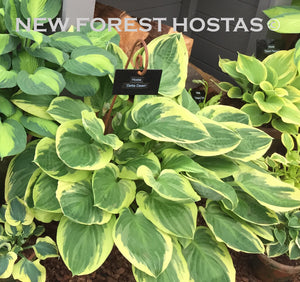 Hosta 'Delta Dawn' - New Forest Hostas & Hemerocallis