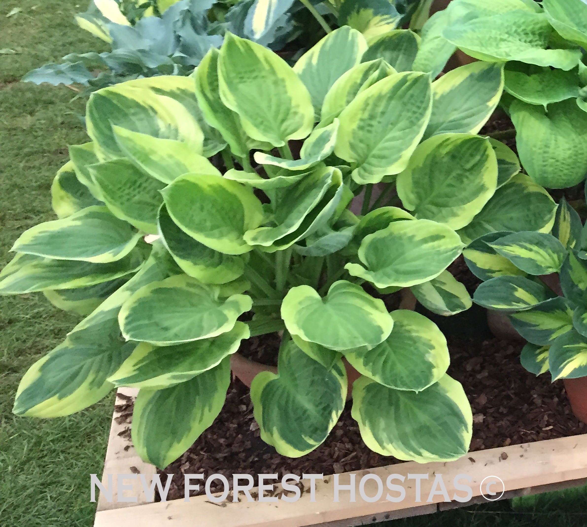 Hosta 'Delta Dawn' - New Forest Hostas & Hemerocallis