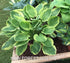 Hosta 'Delta Dawn' - New Forest Hostas & Hemerocallis