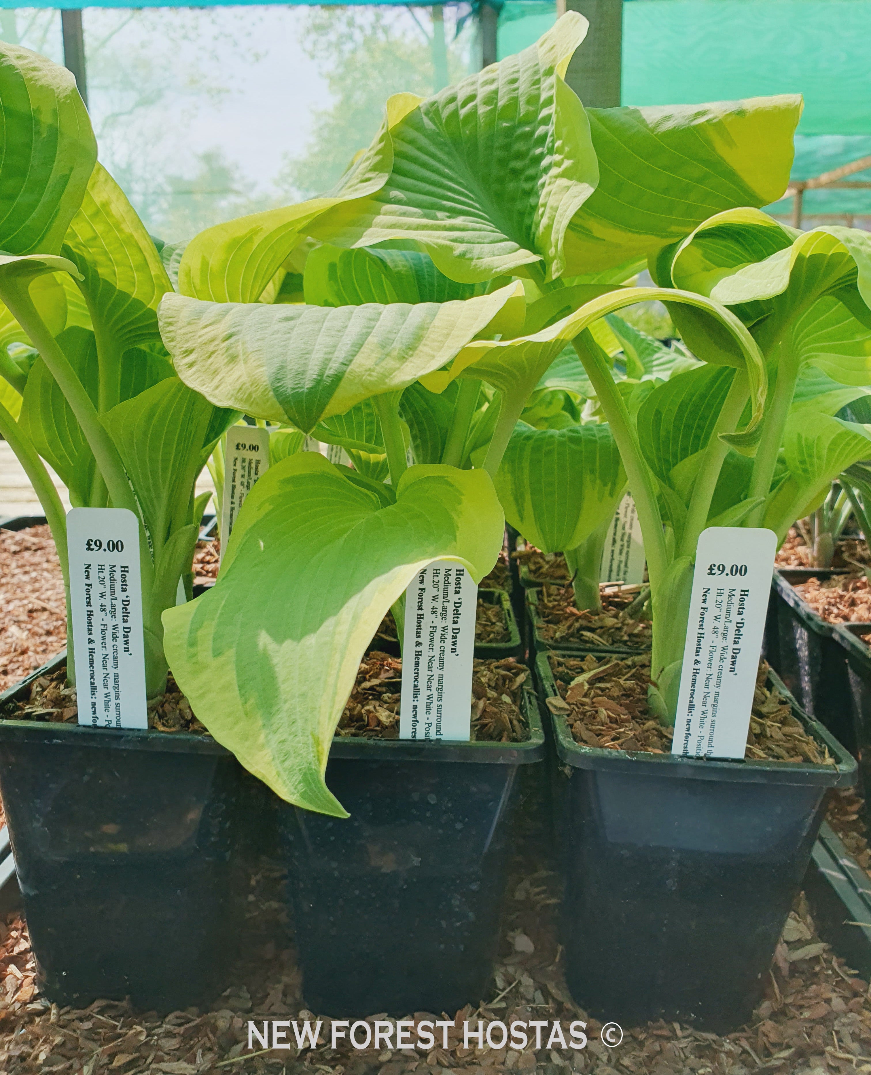 Hosta 'Delta Dawn' - New Forest Hostas & Hemerocallis