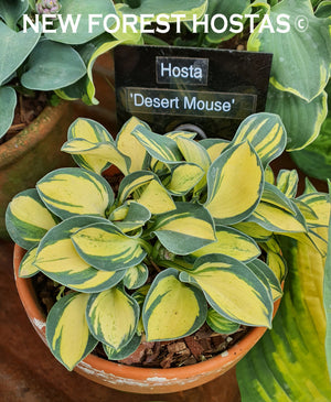 Hosta 'Desert Mouse' - New Forest Hostas & Hemerocallis