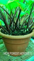 Hosta 'Designer Genes' - New Forest Hostas & Hemerocallis