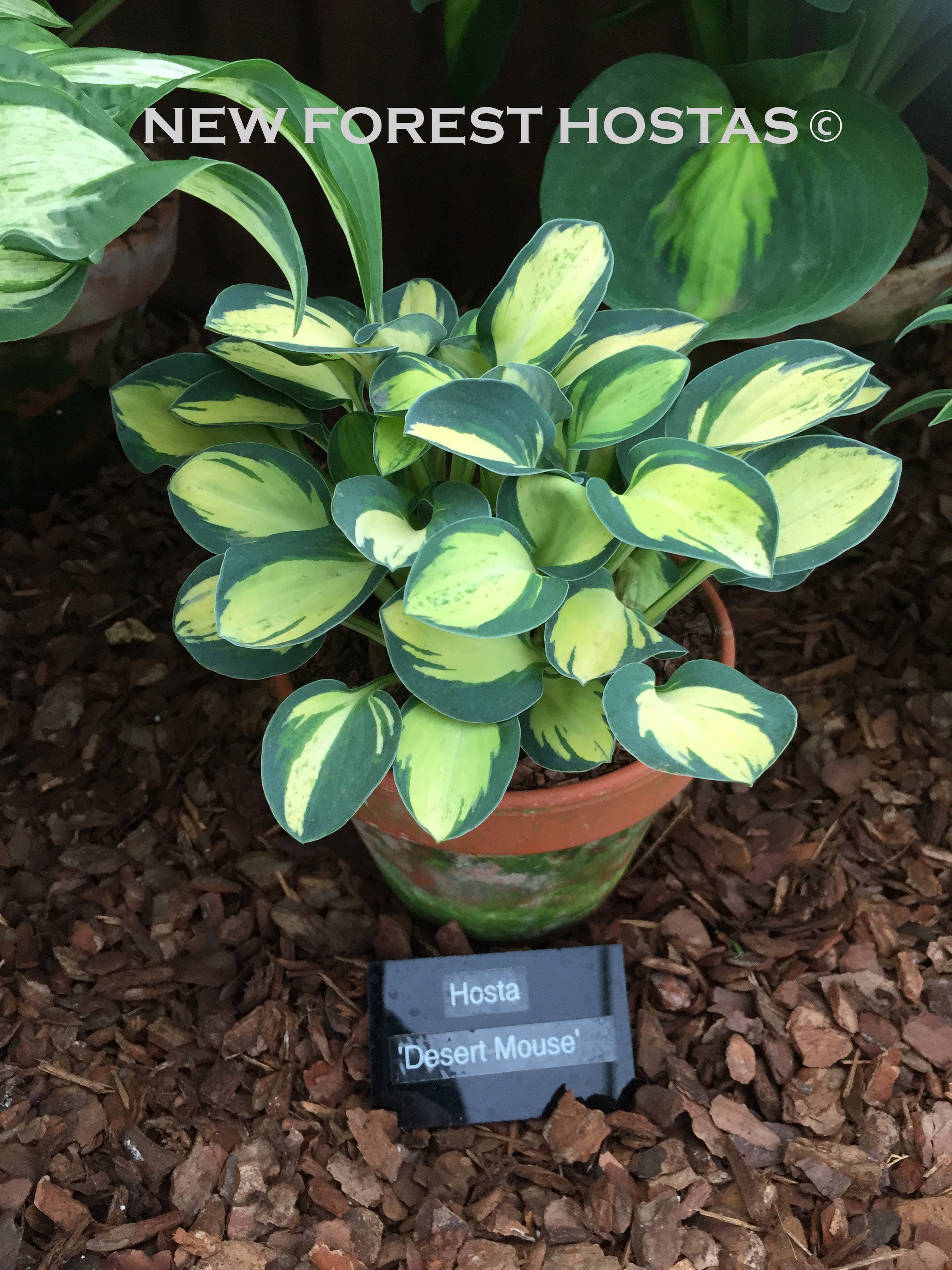 Hosta 'Desert Mouse' - New Forest Hostas & Hemerocallis