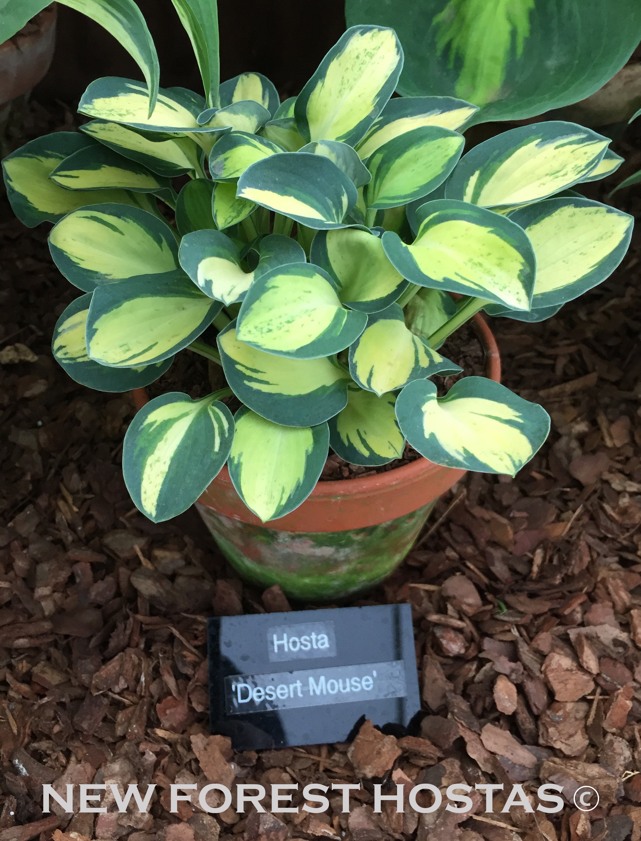 Hosta 'Desert Mouse' - New Forest Hostas & Hemerocallis