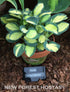 Hosta 'Desert Mouse' - New Forest Hostas & Hemerocallis