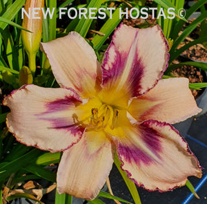 Hemerocallis 'Destined to See' - New Forest Hostas & Hemerocallis
