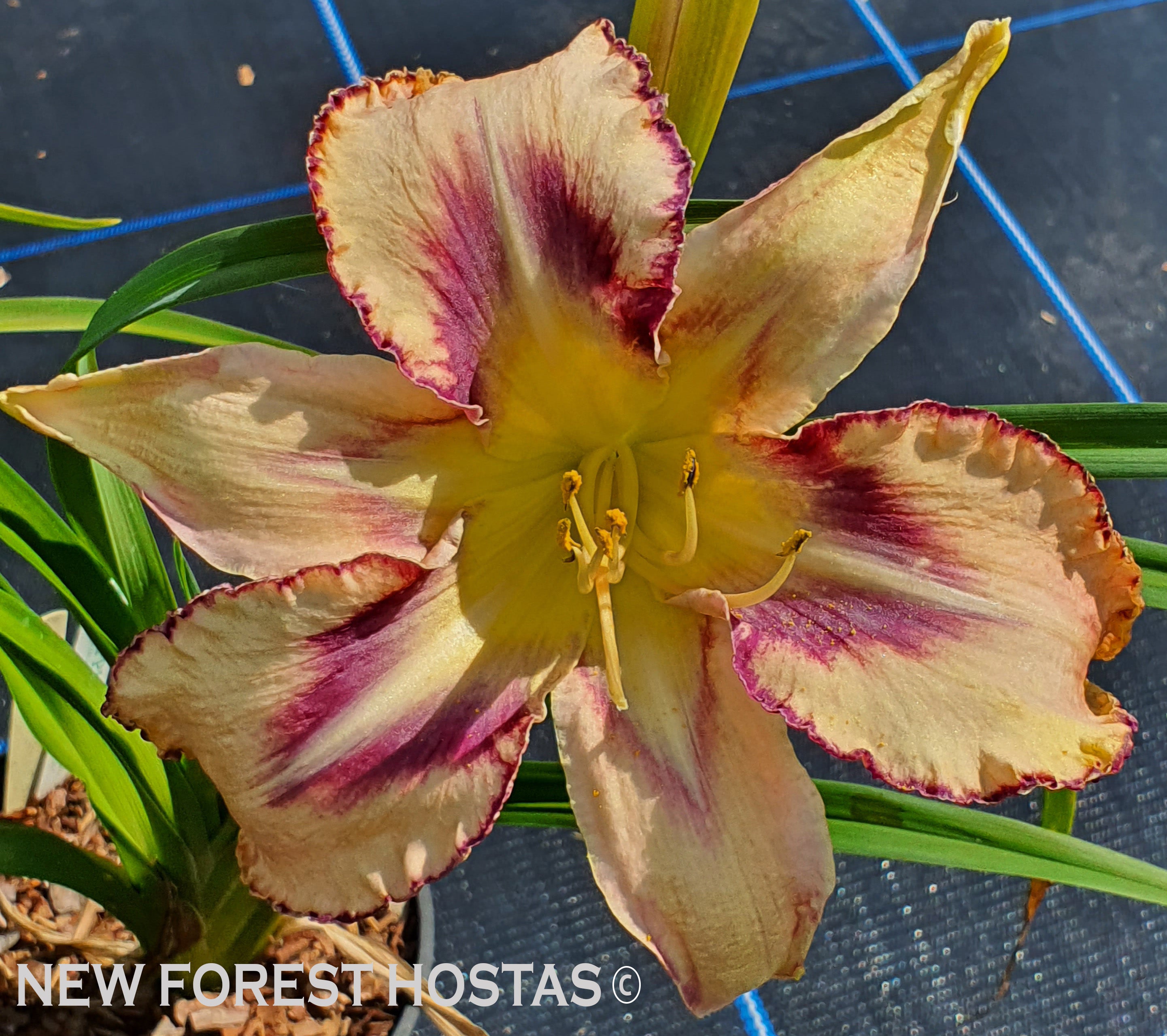 Hemerocallis 'Destined to See' - New Forest Hostas & Hemerocallis