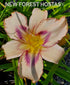 Hemerocallis 'Destined to See' - New Forest Hostas & Hemerocallis