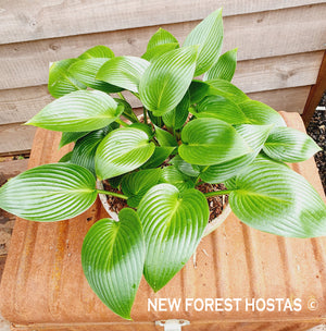 Hosta 'Devon Green' - New Forest Hostas & Hemerocallis