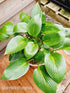 Hosta 'Devon Green' - New Forest Hostas & Hemerocallis