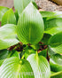 Hosta 'Devon Green' - New Forest Hostas & Hemerocallis