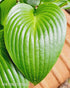 Hosta 'Devon Green' - New Forest Hostas & Hemerocallis