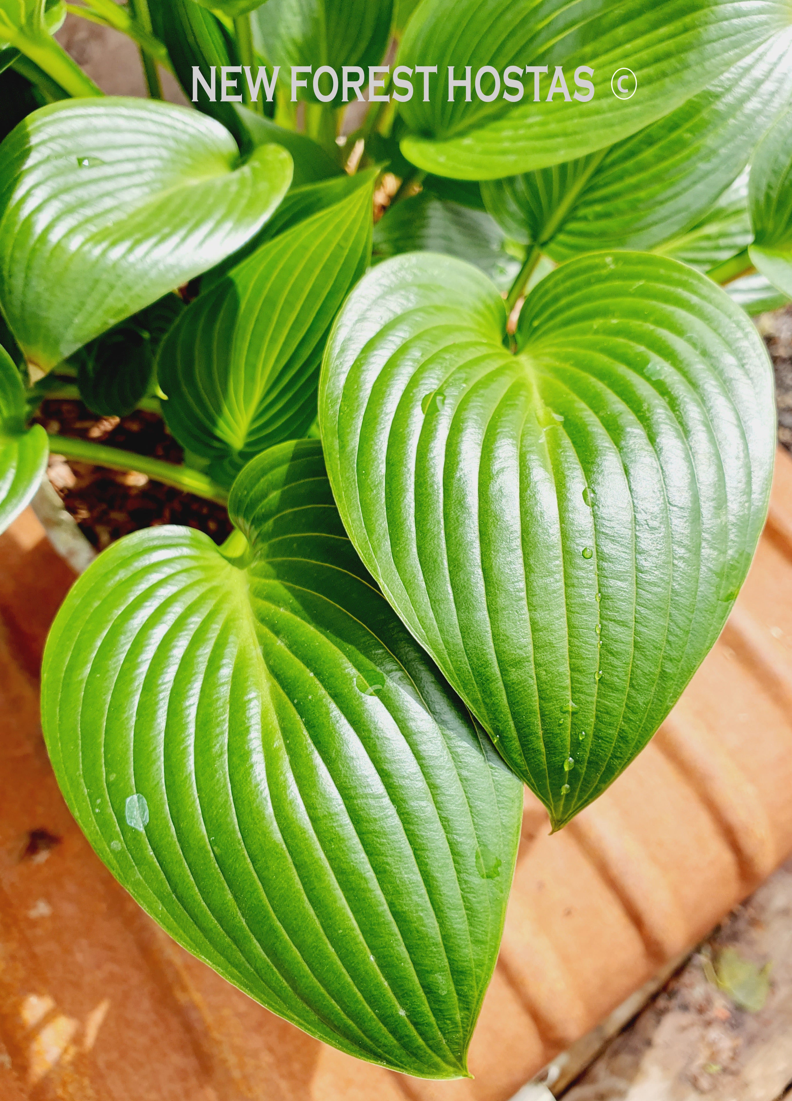 Hosta 'Devon Green' - New Forest Hostas & Hemerocallis