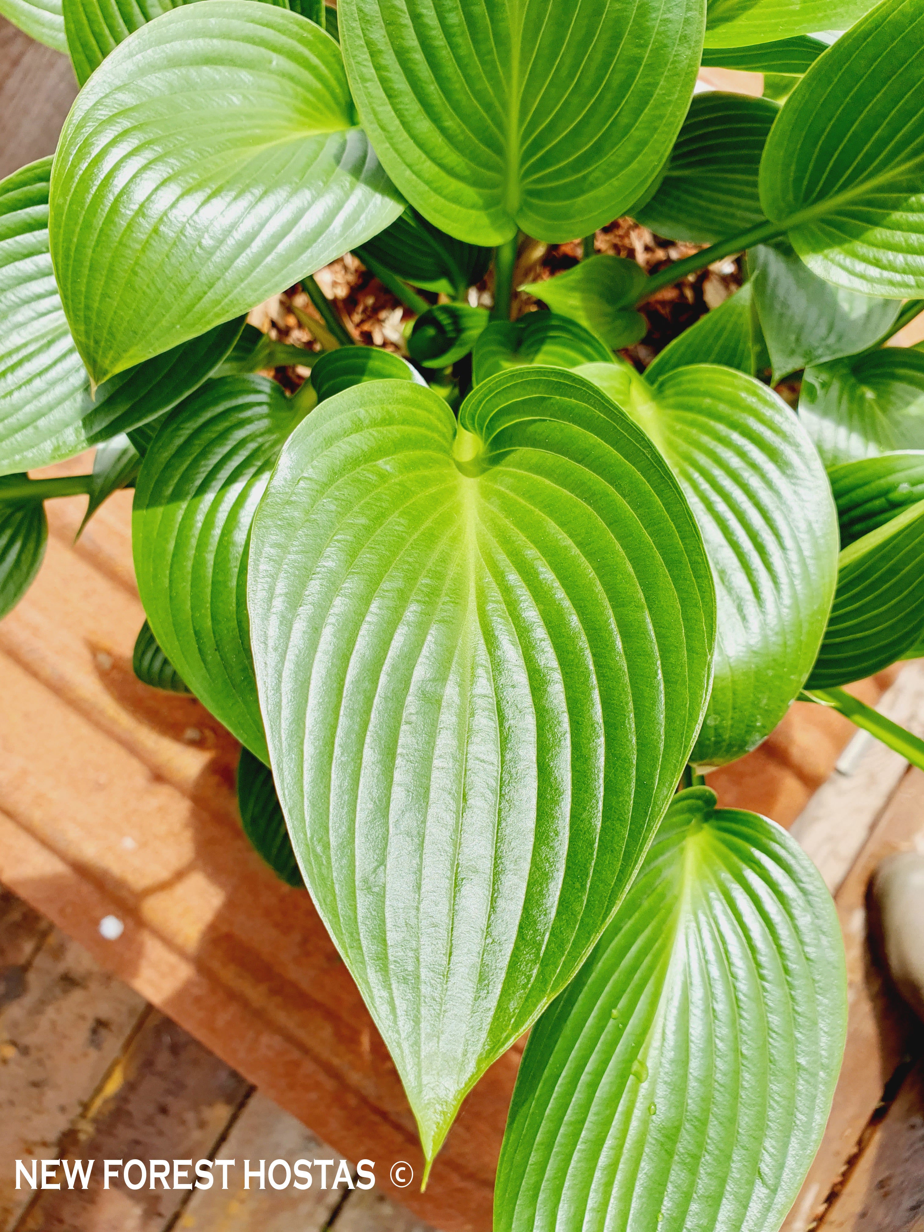 Hosta 'Devon Green' - New Forest Hostas & Hemerocallis