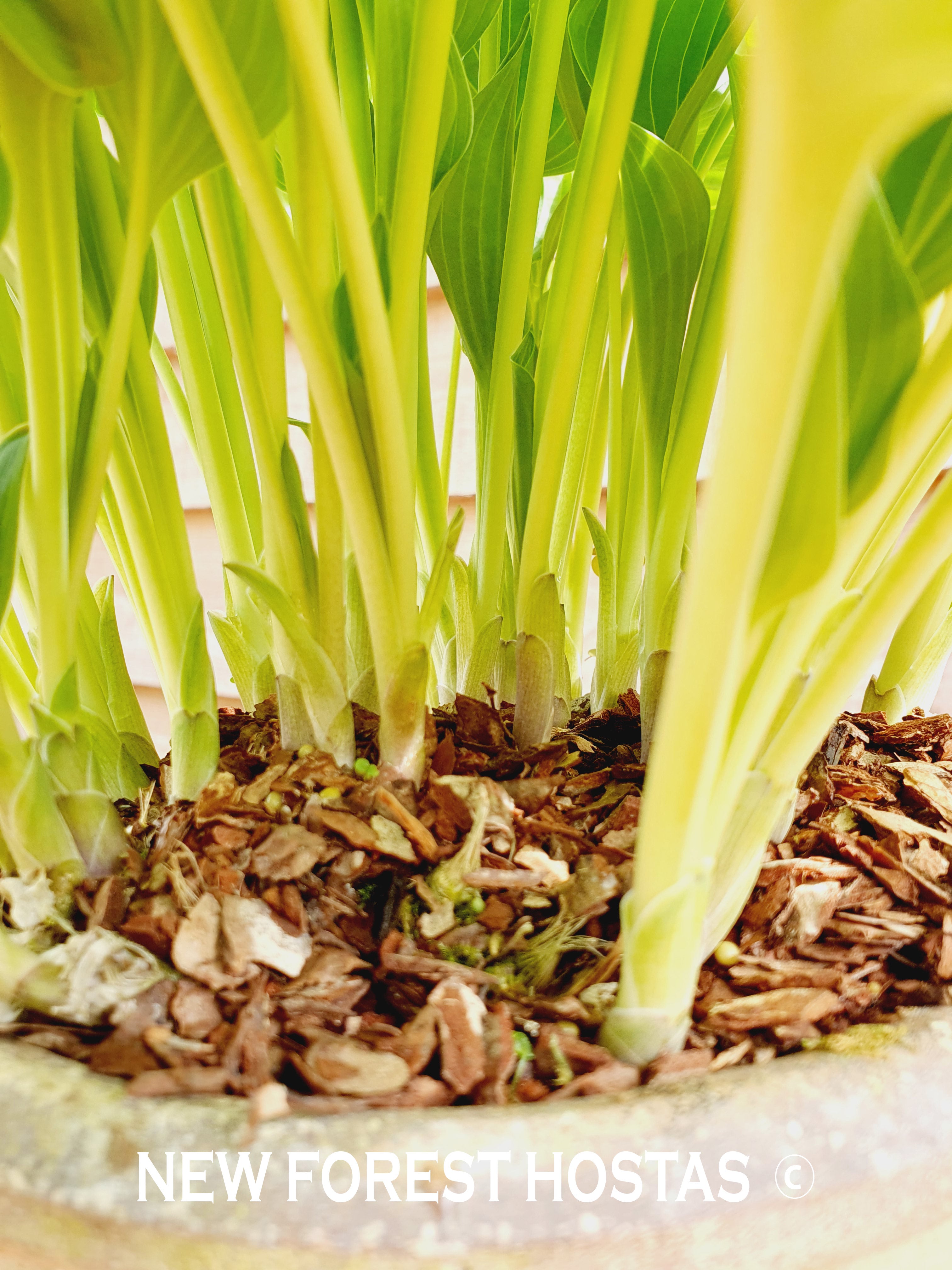 Hosta 'Devon Green' - New Forest Hostas & Hemerocallis