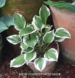 Hosta 'Diamond Tiara' - New Forest Hostas & Hemerocallis