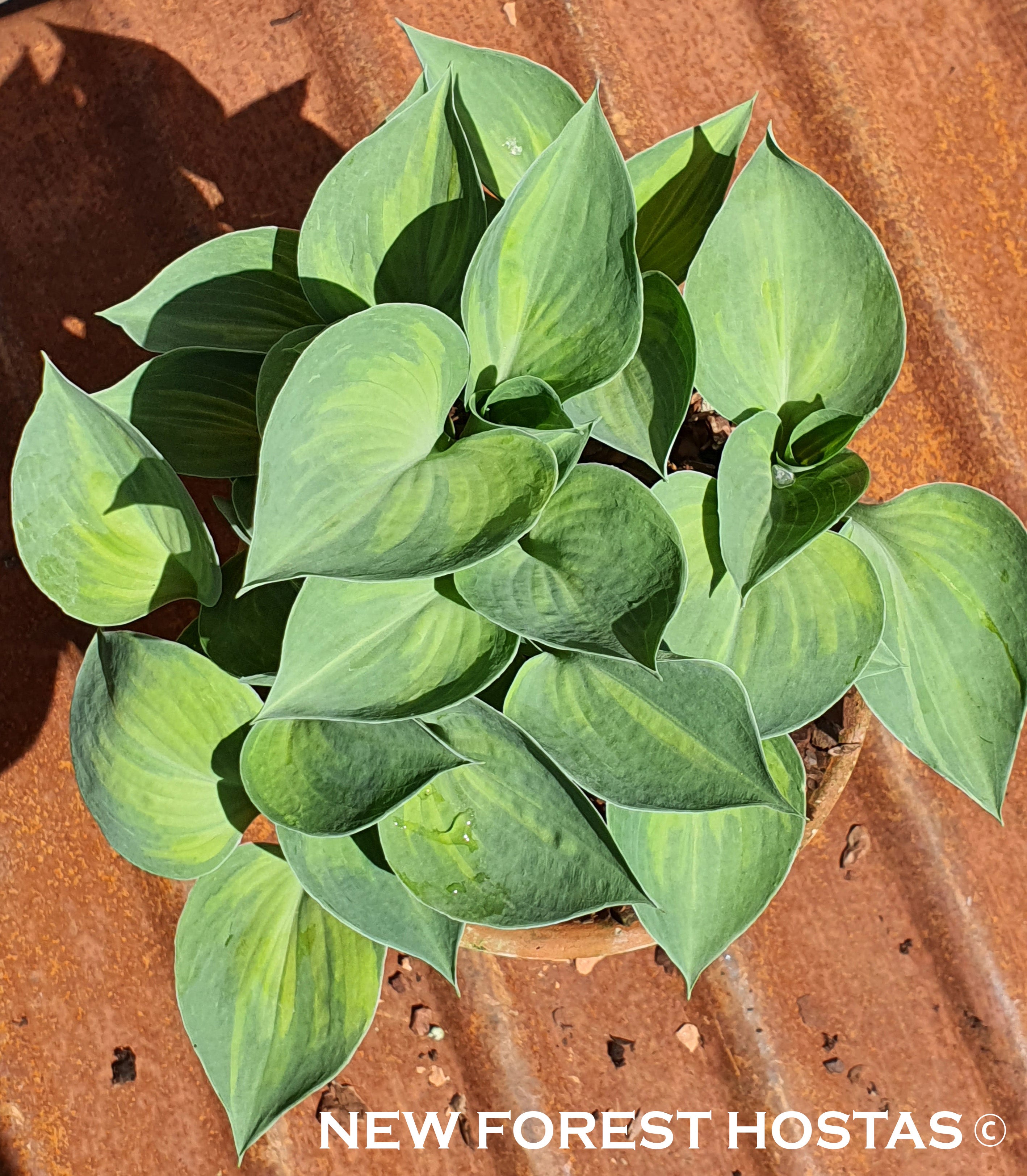 Hosta 'Dinky Donna' - New Forest Hostas & Hemerocallis