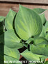 Hosta 'Dinky Donna' - New Forest Hostas & Hemerocallis