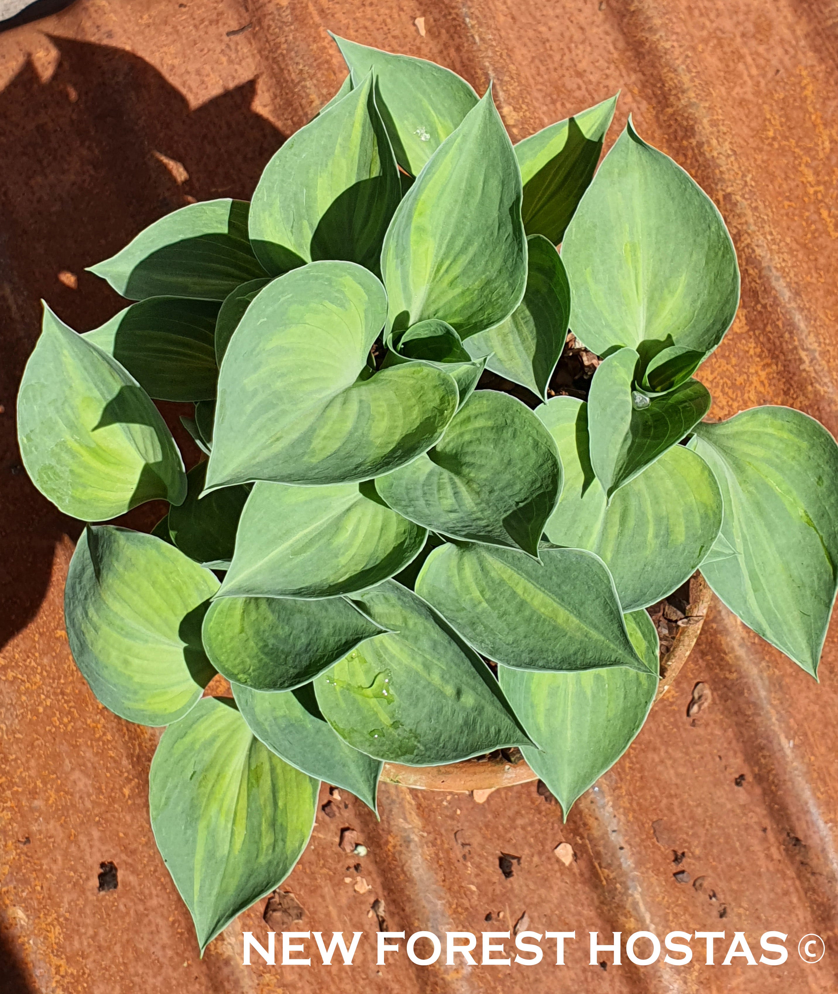 Hosta 'Dinky Donna' - New Forest Hostas & Hemerocallis