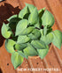 Hosta 'Dinky Donna' - New Forest Hostas & Hemerocallis