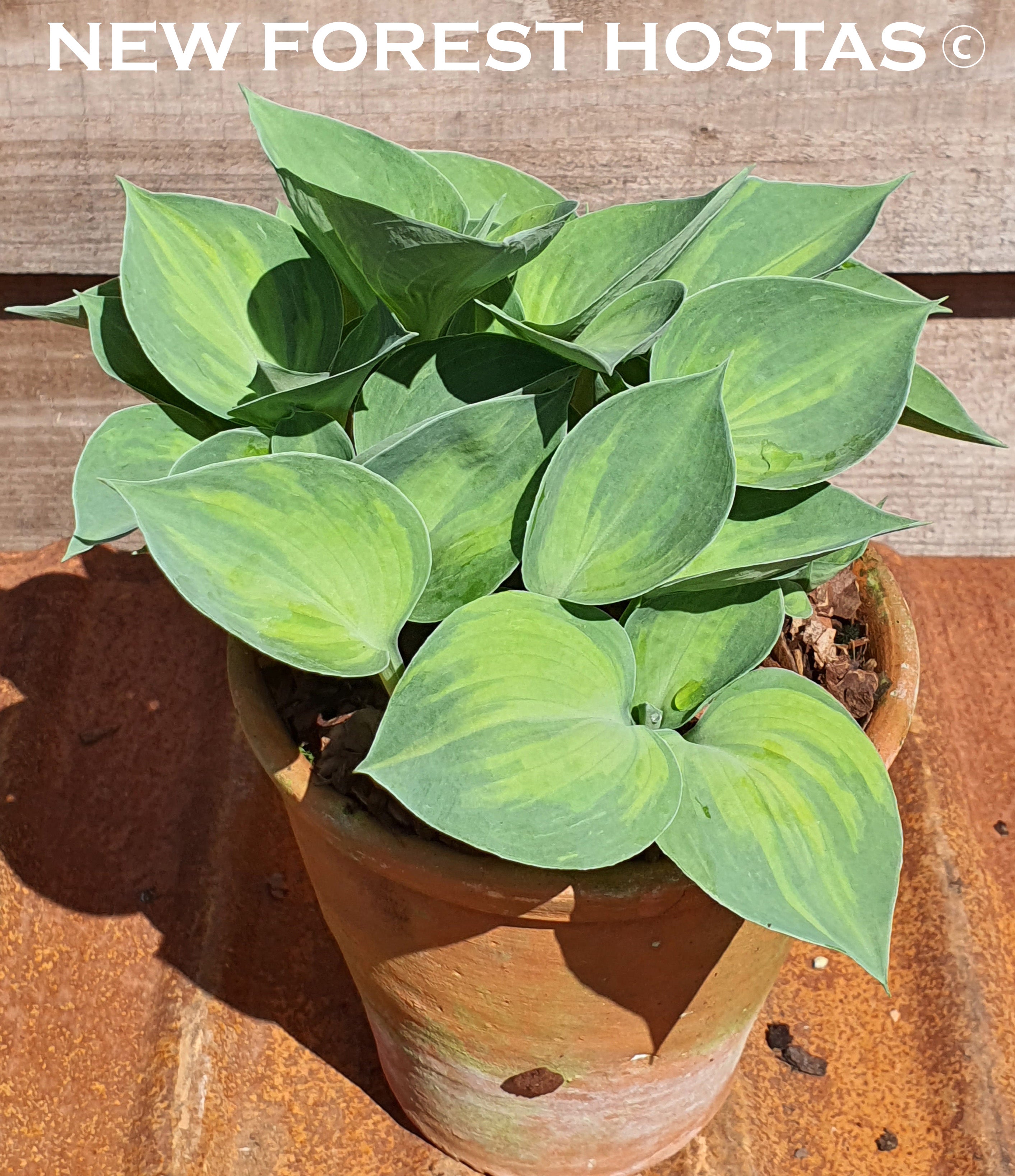 Hosta 'Dinky Donna' - New Forest Hostas & Hemerocallis