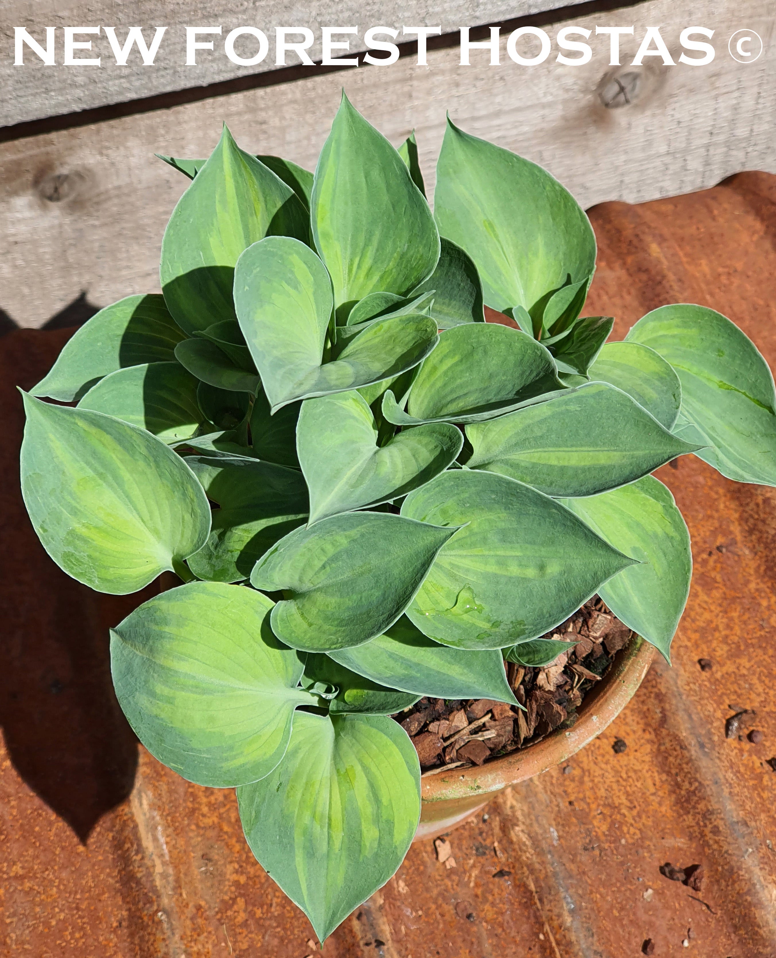 Hosta 'Dinky Donna' - New Forest Hostas & Hemerocallis