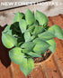 Hosta 'Dinky Donna' - New Forest Hostas & Hemerocallis