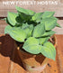 Hosta 'Dinky Donna' - New Forest Hostas & Hemerocallis